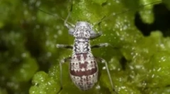 Senionôdok v apartmáne: typy a spôsoby, ako sa zbaviť